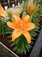 [5027 Tiny Invader No01.JPG]